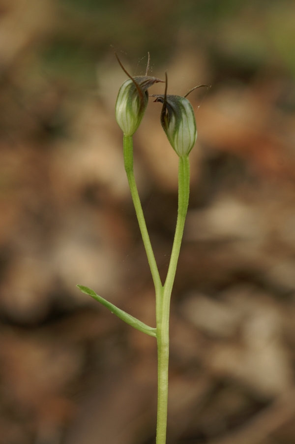 Pterostylis pedunculata